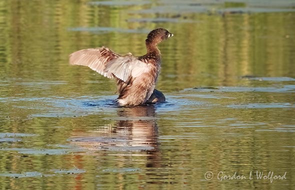 Pied-billed Grebe Wing Flap Reflected DSCN010084