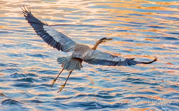 Great Blue Heron Taking Flight DSCN013051
