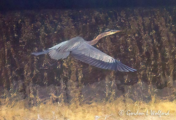 Great Blue Heron Flying Past Dam Overflow DSCN013162