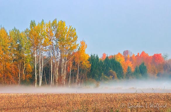 Fall Foliage Beyond Ground Fog 90D131329