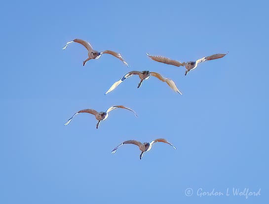 Five Trumpeter Swans In Flight DSCN015586