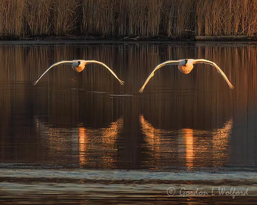 Two Trumpeter Swans In Flight Reflected DSCN015884