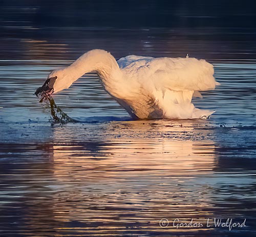 Trumpeter Swan With A Mouthful Reflected DSCN015895