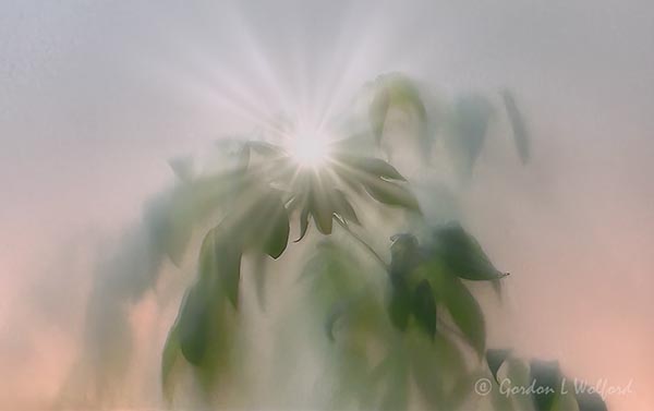 Rays of Hope: Sun Through Foggy Foliage (iPhone14-3666)
