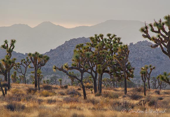 Joshua Tree 25598