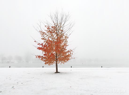 Late Autumn Tree On A Foggy Day DSCN016618