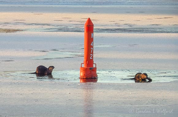 Two Otters Near Red Channel Marker DSCN016680