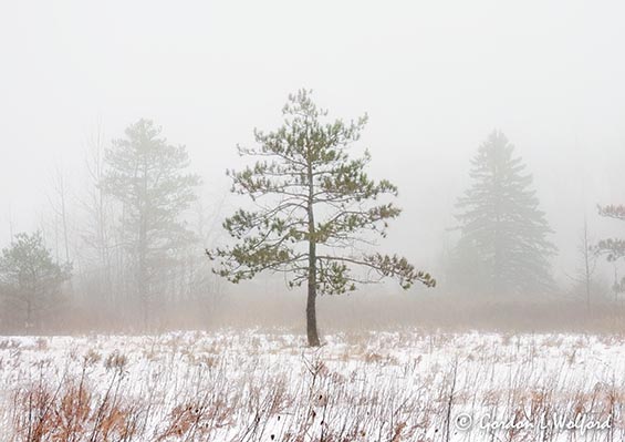 Trees In Fog DSCN016609