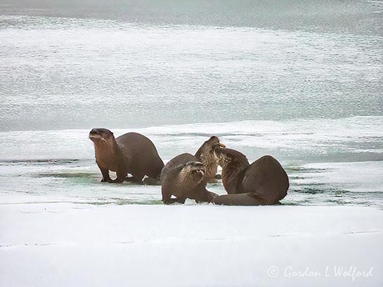 Four Otters On Ice DSCN017281