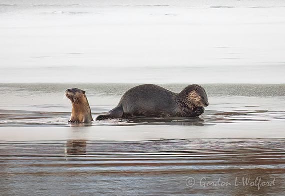 Two Otters On Ice DSCN017354