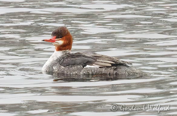 Female Common Merganser DSCN018730