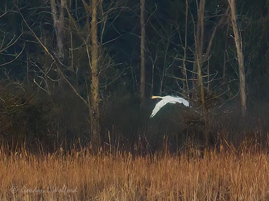Trumpeter Swan In Flight DSCN018785