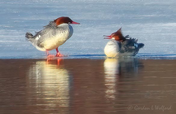 Two Female Common Mergansers On Ice Reflected DSCN019204-5