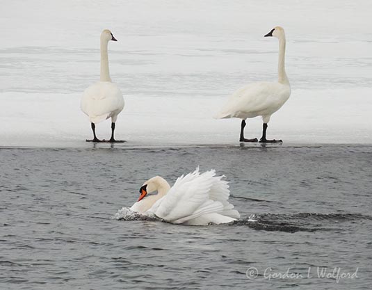 Mute Swan Busking Past Two Trumpeter Swans DSCN019433
