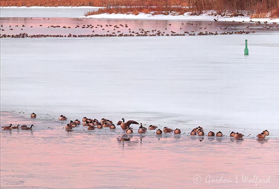 Overnighting Migrating Canada Geese At Sunrise DSCN019658