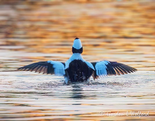 Male Bufflehead Stretching Its Wings DSCN020283