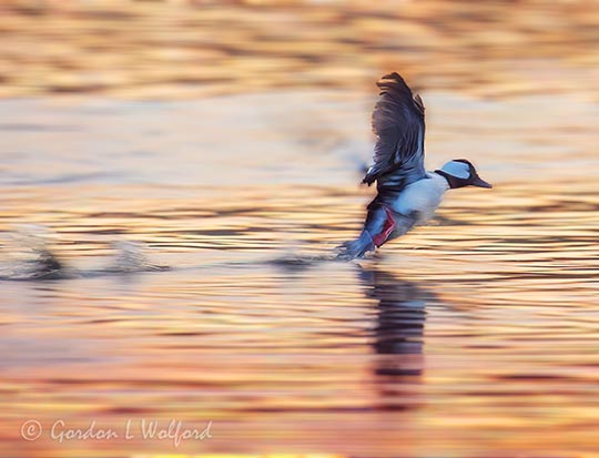 Male Bufflehead Taking Flight At Sunrise DSCN020279