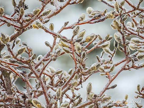 Iced Magnolia Buds DSCN020643