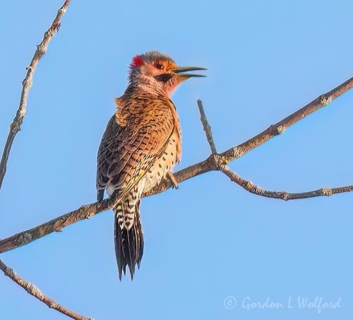 Male Northern Flicker Calling DSCN021028