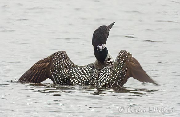 Loon Spreading Its Wings DSCN021127