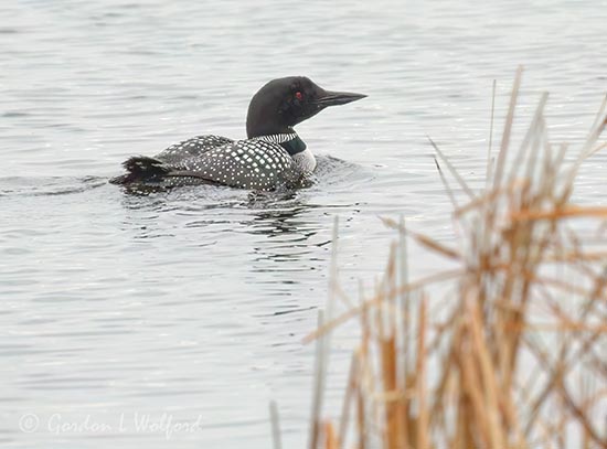Loon Swimming Past River Grass DSCN021183