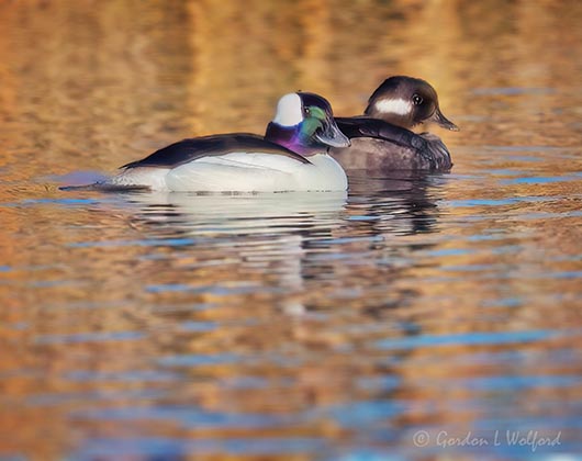 Mr & Mrs Bufflehead Duck DSCN021330