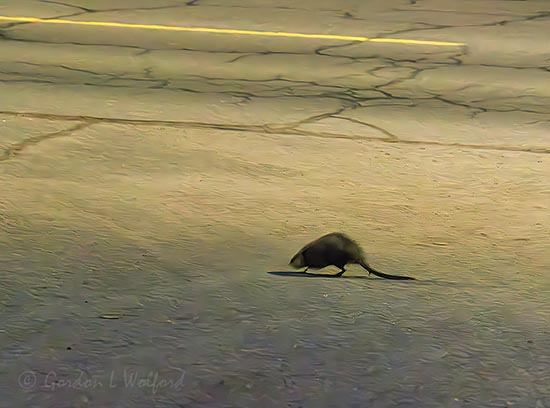 Rodent On Queen Street 90D150681