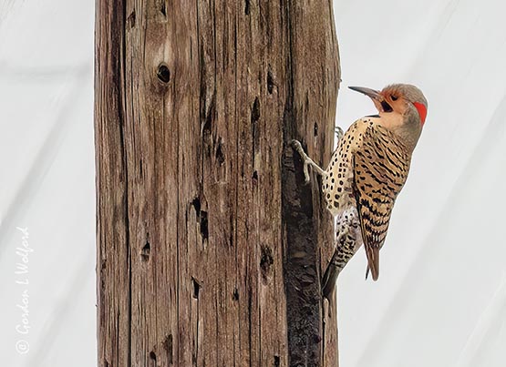 Male Northern Flicker On A Pole DSCN022156