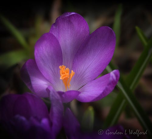 Crocus DSCN021989