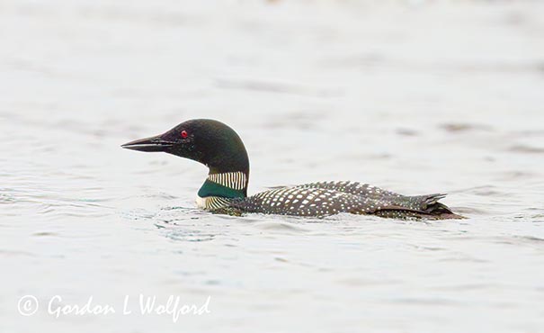 Common Loon DSCN022868