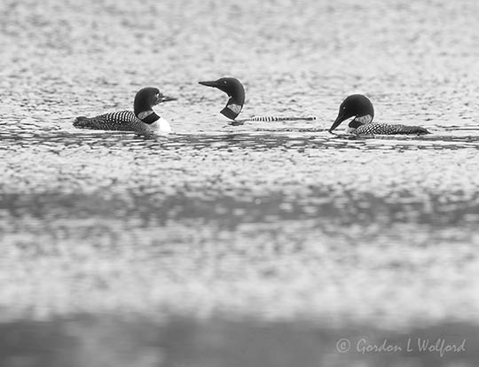 Three Common Loons DSCN022300