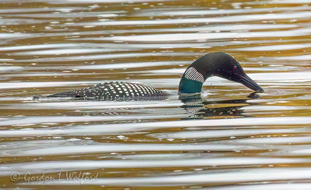 Loon Preparing To Dive DSCN023285