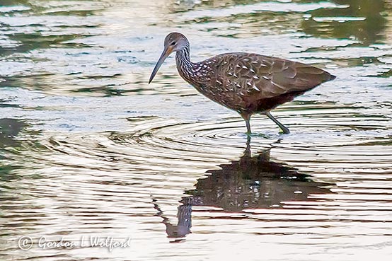 Limpkin 56251