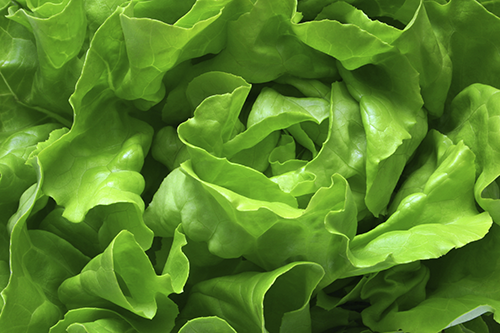 General_Butter-lettuce-close-up (1).png