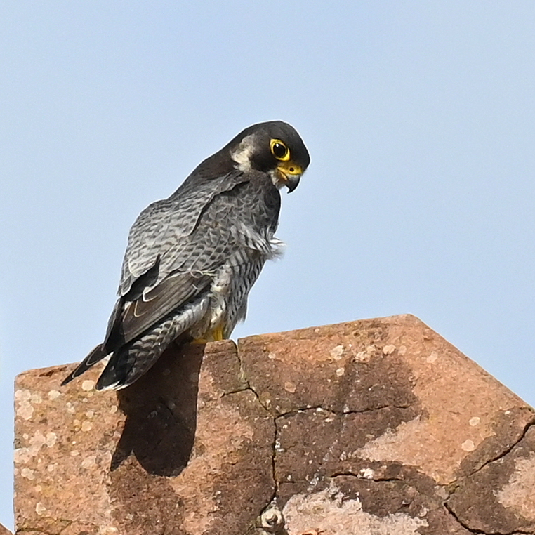 DSC_9707.JPG
