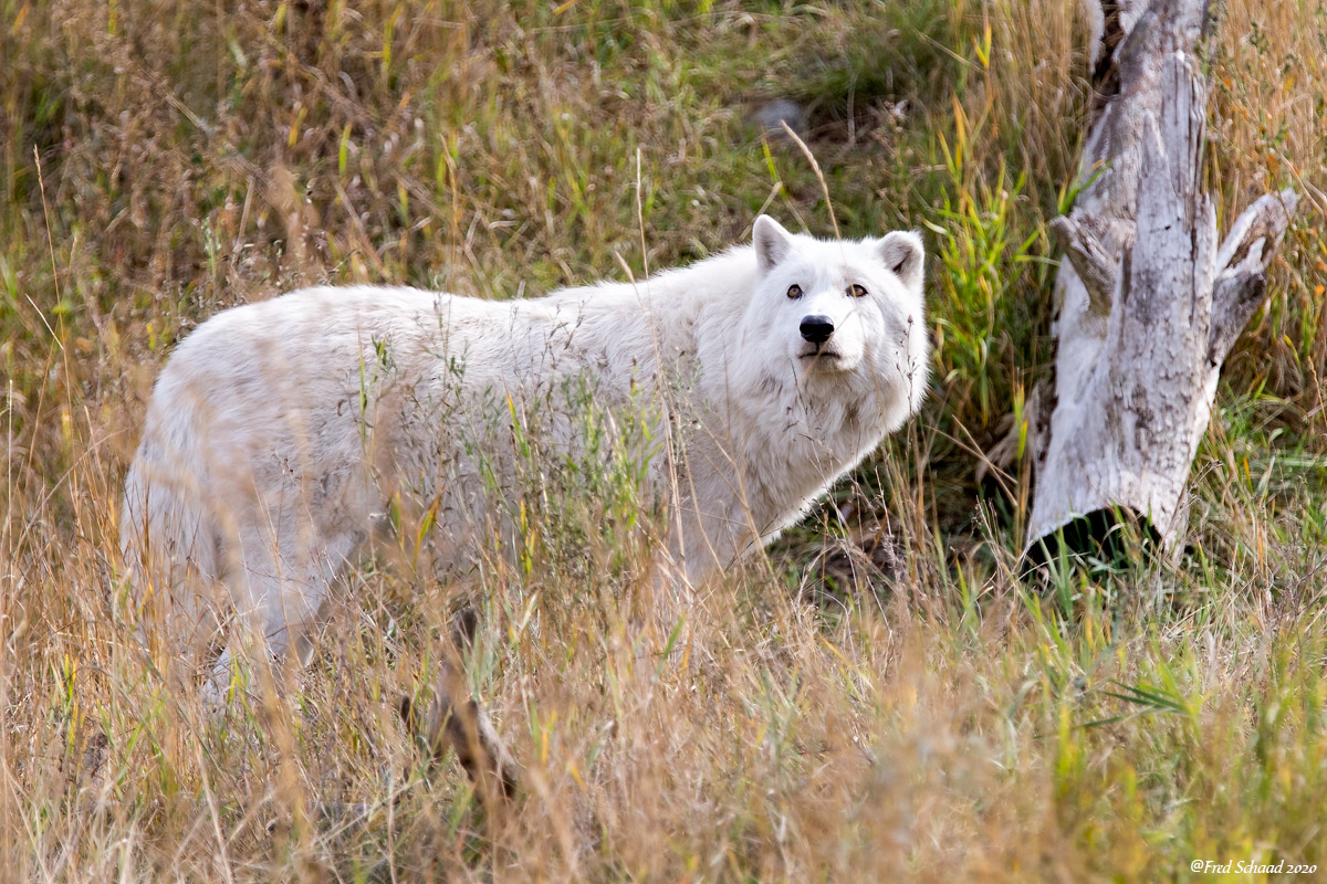 Arctic Wolf 1 of 3