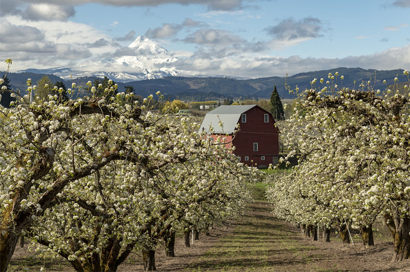 Hood River Valley Blossom Time photo Bryan Murahashi photos at
