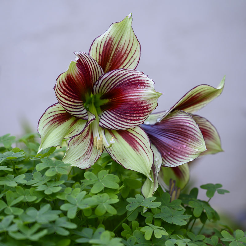 Amaryllis blooming