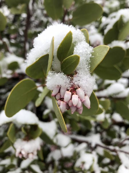 Snow covered Manzanita Flowers