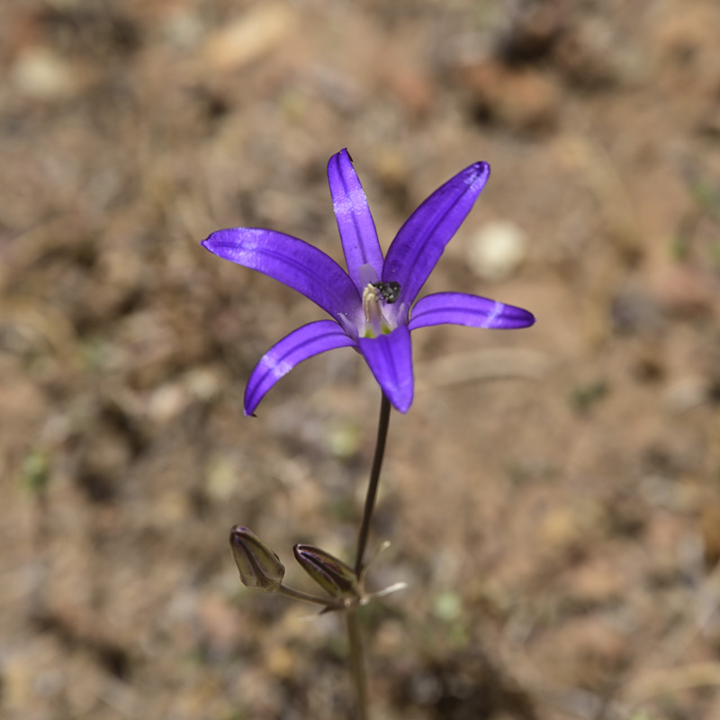 Brodiaea