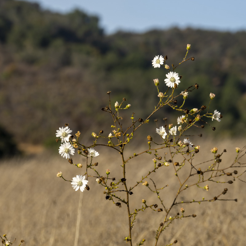 Hayfield Tarweed