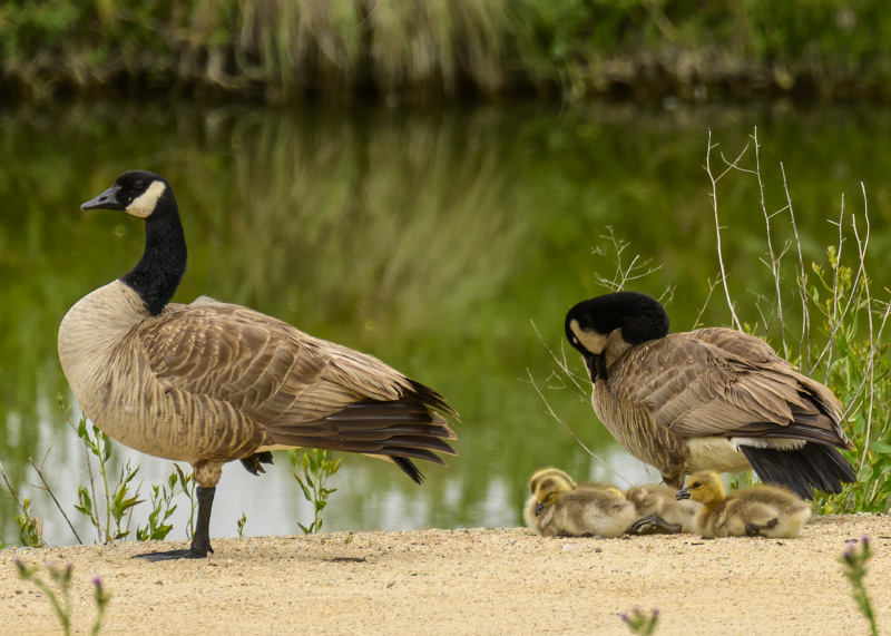 Young Family