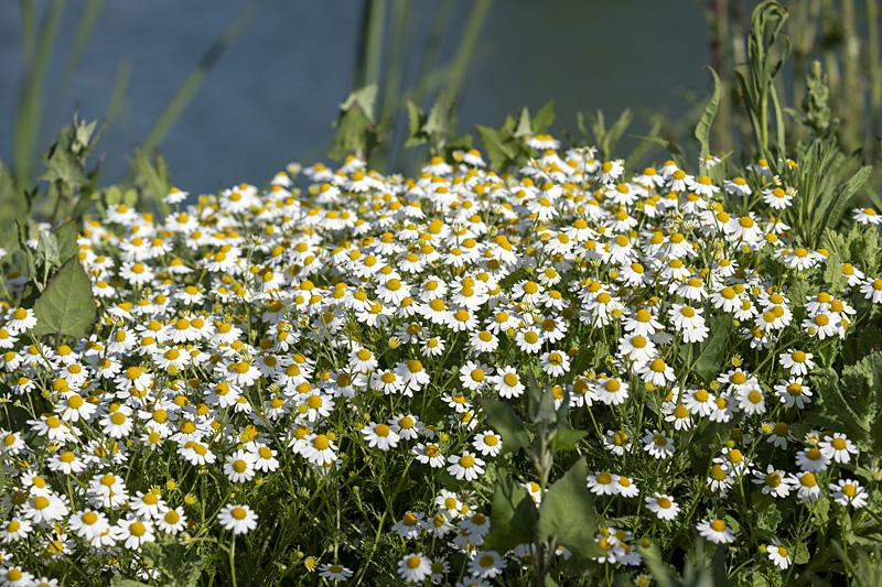 Daisies