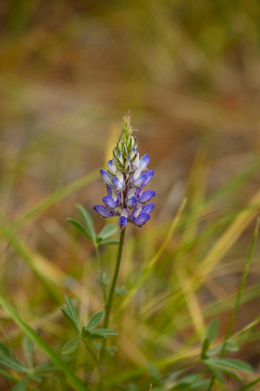 Lupine