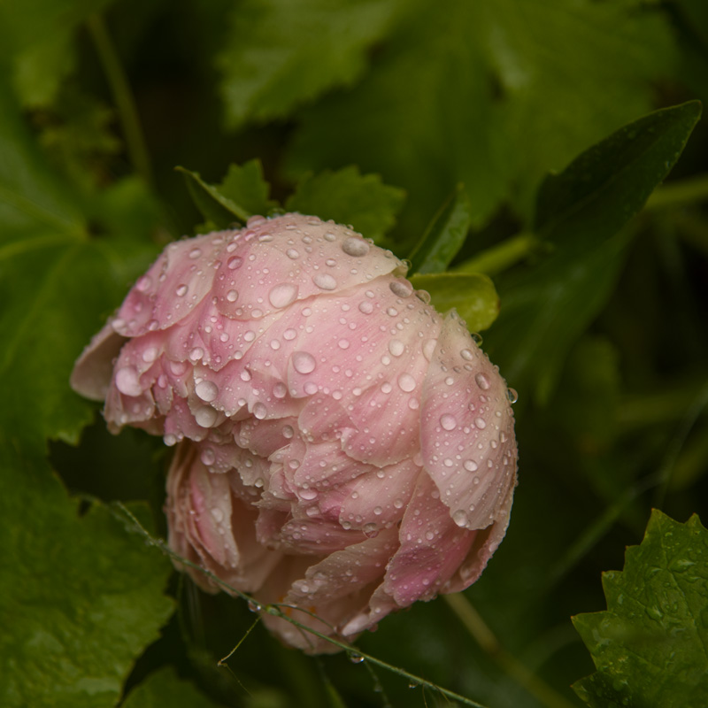 Rainy day Peony