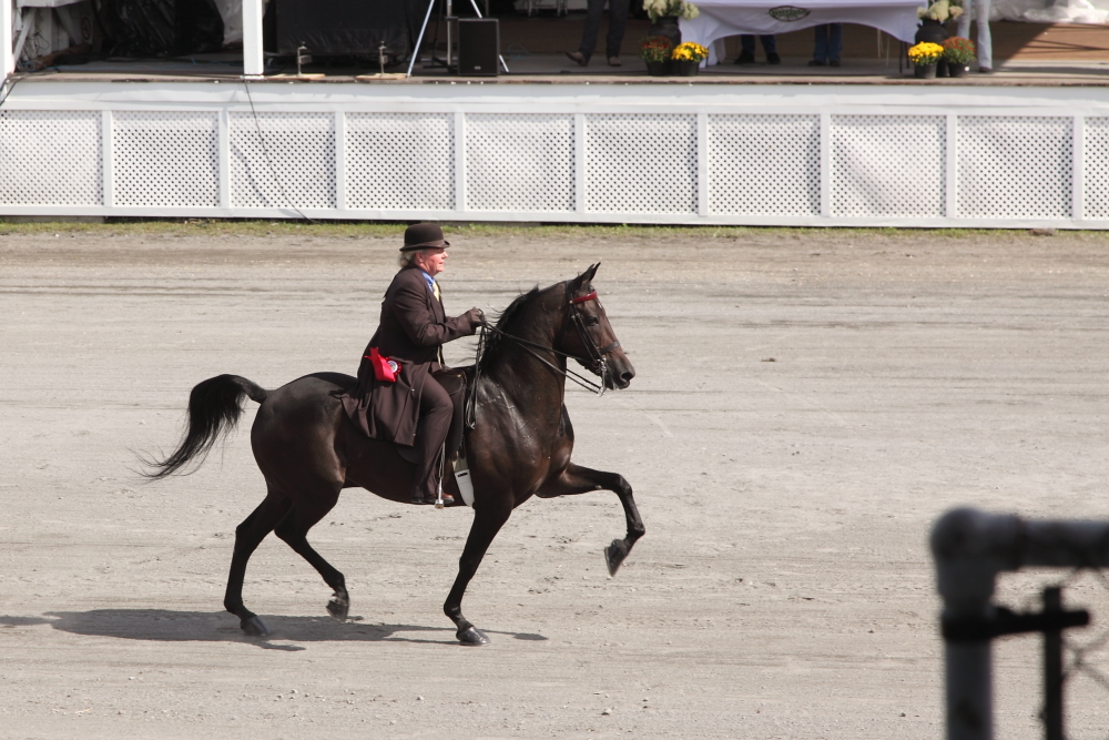 Prsentation de chevaux