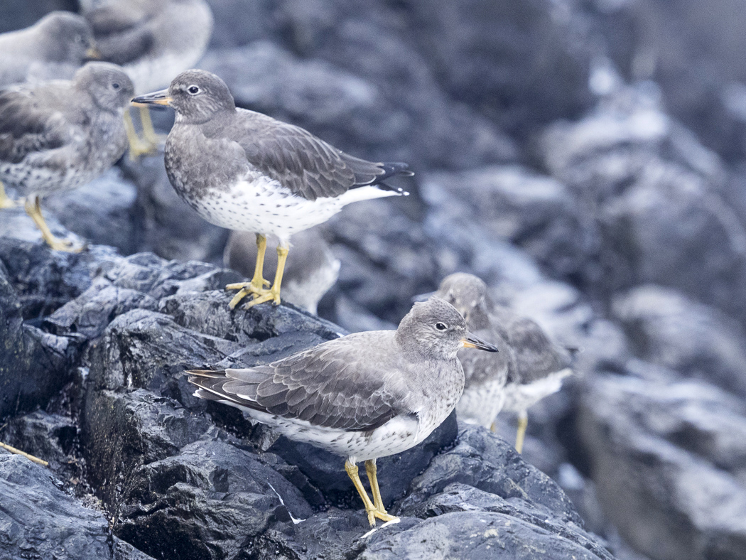 Surf birds