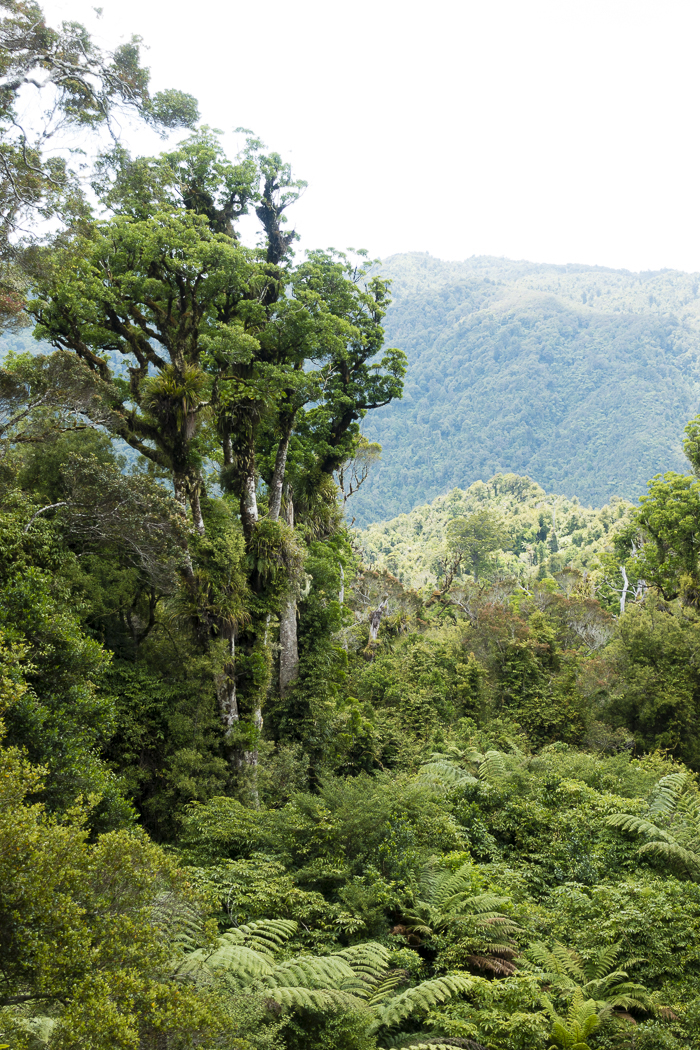 Bush on the Karaka Waiotahi track