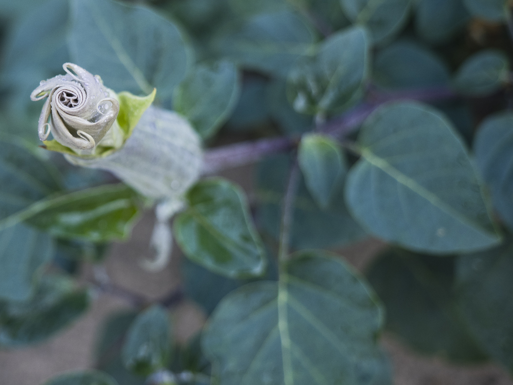 Moon flower