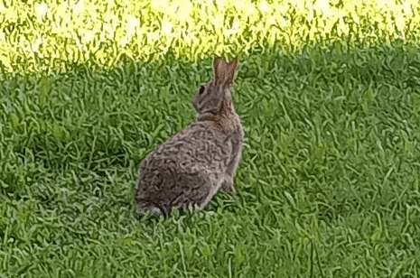 zaets.gif